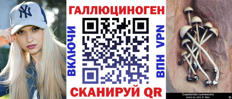 Псилоцибиновые грибы Psilocybine cubensis Лабинск